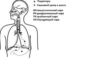 Dry cough does not go away for a long time in an adult: how to treat a patient