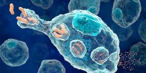 Лейкоциты в секрете простаты: норма и отклонение в анализах