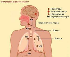 Кашель на нервной почве: симптомы и методы лечения болезни