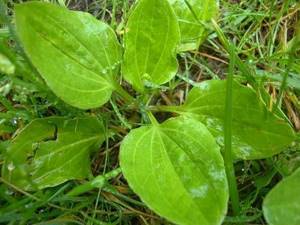 Травы от кашля для детей: перечень эффективных лечебных растений