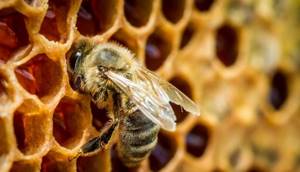 Лечение аденомы простаты пчелиным подмором: варианты терапии
