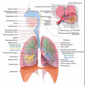 Болят легкие при кашле: причины развития и схема лечения симптома
