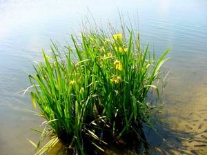 Травы от кашля: особенности использования и перечень растений