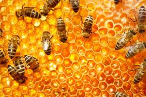Лечение аденомы простаты пчелиным подмором: варианты терапии