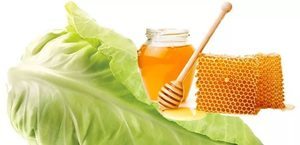 Капустный лист с медом от кашля: надежное народное средство