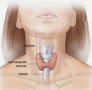 Кашель при щитовидке: симптомы и подходы к лечению проблемы