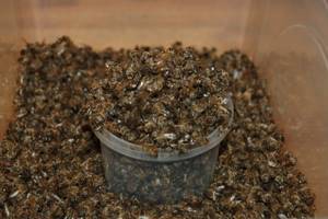 Лечение простатита пчелиным подмором: рецепты полезных средств