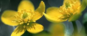 Лечение аллергии на цветение и профилактика развития осложнений