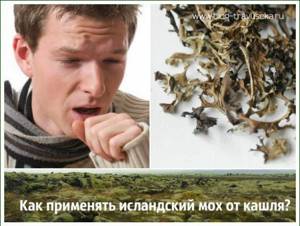 Как правильно принимать натуральный исландский мох от кашля