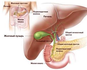 Какие особенности имеет проведение УЗИ органов брюшной полости