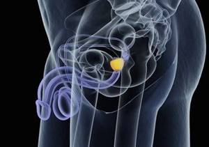 Простата: что это такое и ее основные функции и патологии